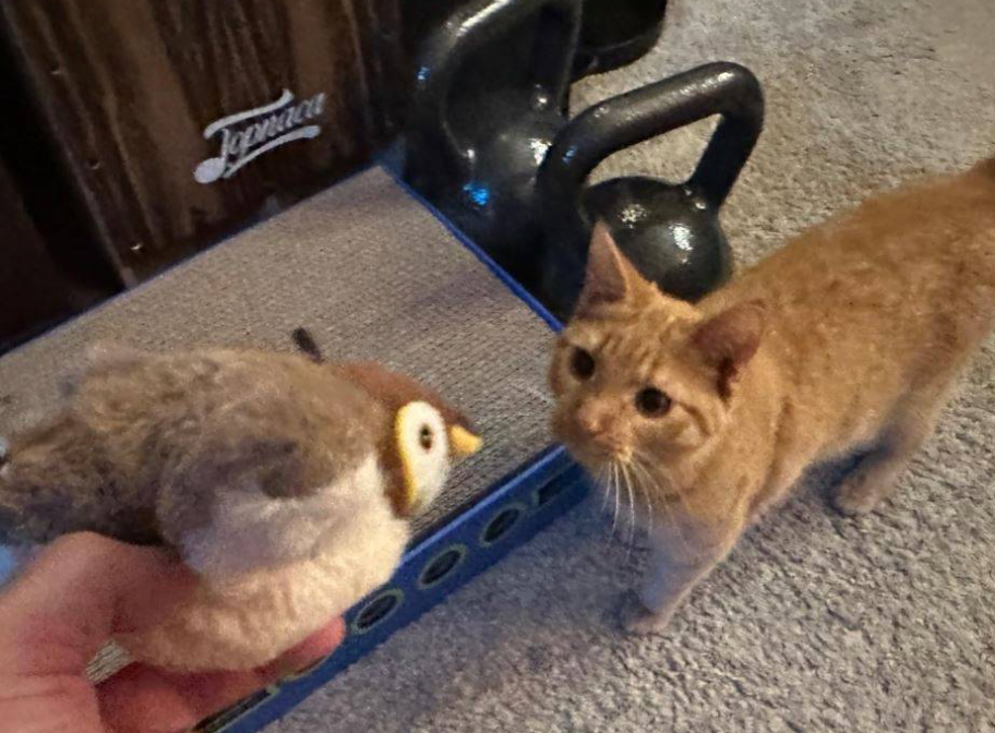 Flappy Bird Cat Toy  Interactive Rechargeable Toys for Cats